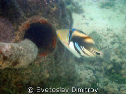 Picaso Trigerfish very hard to be captured especially whe... by Svetoslav Dimitrov 